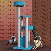mathematical cat